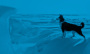 Nexvet Pharma 20599804